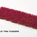 Photo of Garnet Tulip Tiny Flowers (GGFS-GT)