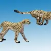 Photo of Cheetahs (AA01)