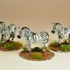 Photo of Zebra (AA05)